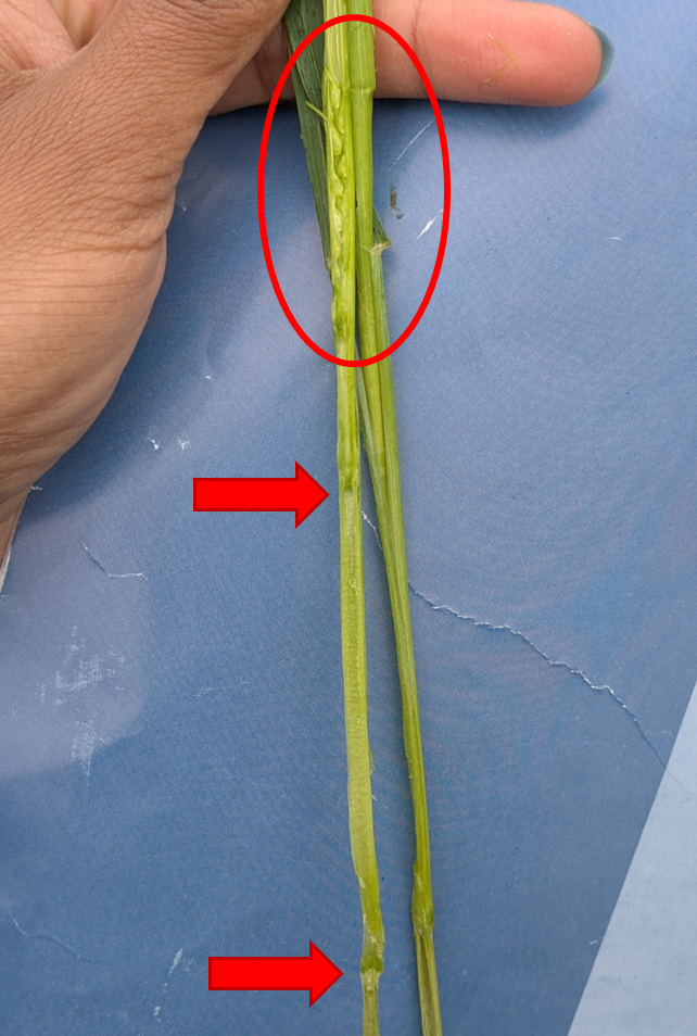 A wheat stem with red arrows pointing to the two nodes and a red circle over the wheat head.